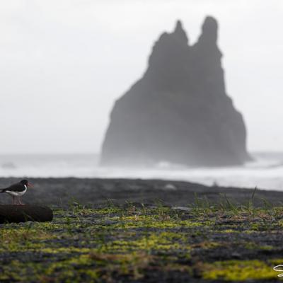 Reynisdrangar_IMG_9676