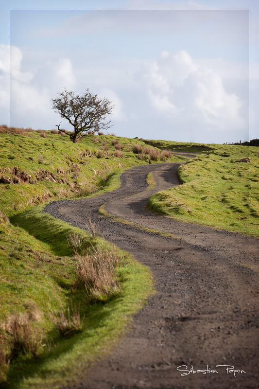 The way to the tree