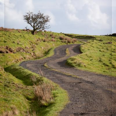 The way to the tree