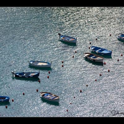 Coquilles